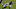 Chicago Bears - David Montgomery Chicago Bears - David Montgomery
