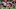 Chicago Bears, Justin Fields Chicago Bears, Justin Fields