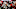 Chicago Bears, David Montgomery Chicago Bears, David Montgomery