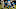 Miami Dolphins v Carolina Panthers Miami Dolphins v Carolina Panthers