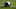 Carolina Panthers Carolina Panthers