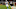 Carolina Panthers v Pittsburgh Steelers Carolina Panthers v Pittsburgh Steelers
