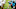 Carolina Panthers