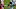 Carolina Panthers Carolina Panthers