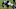 Carolina Panthers Carolina Panthers