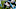 Carolina Panthers