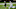 Carolina Panthers Carolina Panthers