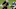 Carolina Panthers Carolina Panthers