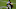 Carolina Panthers