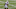 Carolina Panthers Carolina Panthers