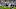 Carolina Panthers Carolina Panthers