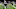 Carolina Panthers Carolina Panthers