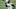 Carolina Panthers Carolina Panthers