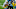 Carolina Panthers Carolina Panthers