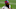 Carolina Panthers Carolina Panthers