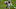 Carolina Panthers Carolina Panthers