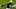 Carolina Panthers