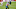 Carolina Panthers Carolina Panthers