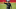 Carolina Panthers Carolina Panthers
