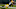 Carolina Panthers Carolina Panthers