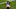 Carolina Panthers Carolina Panthers