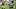 Carolina Panthers Carolina Panthers