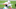 Carolina Panthers Carolina Panthers