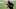 Carolina Panthers Carolina Panthers