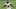 Carolina Panthers Carolina Panthers