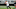 Carolina Panthers Carolina Panthers