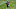 Carolina Panthers Carolina Panthers