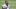 Carolina Panthers Carolina Panthers