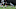 Carolina Panthers Carolina Panthers