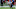 Carolina Panthers Carolina Panthers
