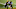 Carolina Panthers Carolina Panthers