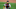 Austin Romine / Chicago Cubs Austin Romine / Chicago Cubs