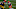 Cleveland Browns