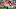 Cleveland Browns Cleveland Browns