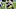 Cleveland Browns Brady vs. Kosar Cleveland Browns Brady vs. Kosar
