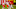 Cleveland Browns Cleveland Browns