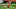 Cleveland Browns Cleveland Browns