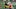 Cleveland Browns Cleveland Browns
