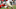 Cleveland Browns Cleveland Browns