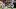 Cleveland Browns Cleveland Browns