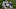 Ravens, James Proche Ravens, James Proche