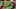 Ravens, Chandler Jones Ravens, Chandler Jones