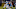 NFL: Preseason-Detroit Lions at Baltimore Ravens NFL: Preseason-Detroit Lions at Baltimore Ravens