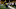 New York Giants New York Giants