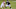 New York Giants