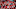 RALEIGH, NC – NOVEMBER 04: A general view of a cheerleader for the North Carolina State Wolfpack during their game against the Clemson Tigers at Carter Finley Stadium on November 4, 2017 in Raleigh, North Carolina. (Photo by Streeter Lecka/Getty Images)